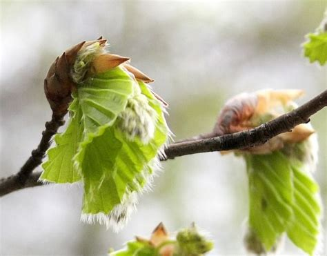 bourgeons de hetre