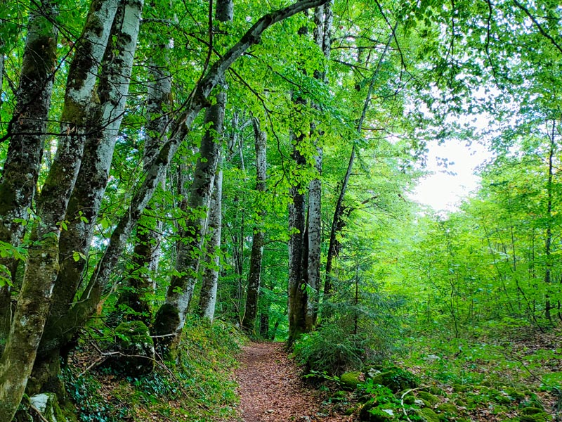 Bain de forêt Sandrine Flament