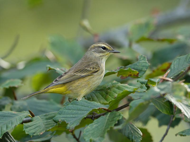 Bain de forêt Sandrine Flament