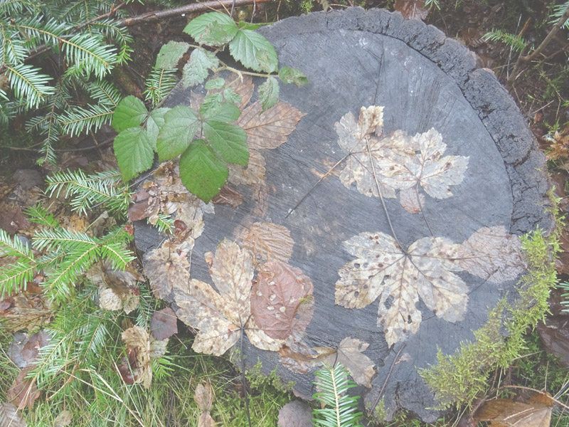 souche bain de foret