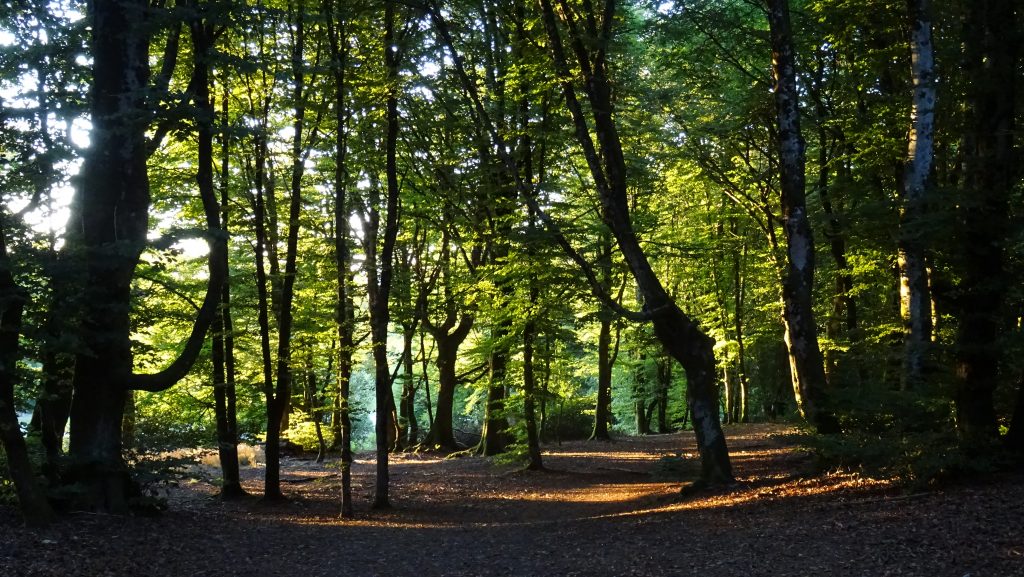 Forêt pour Préneley