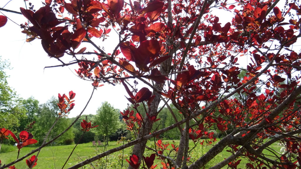 Les jeunes feuilles de l'arbre à perruque dans le soleil Komorebi - sandrineflament.com