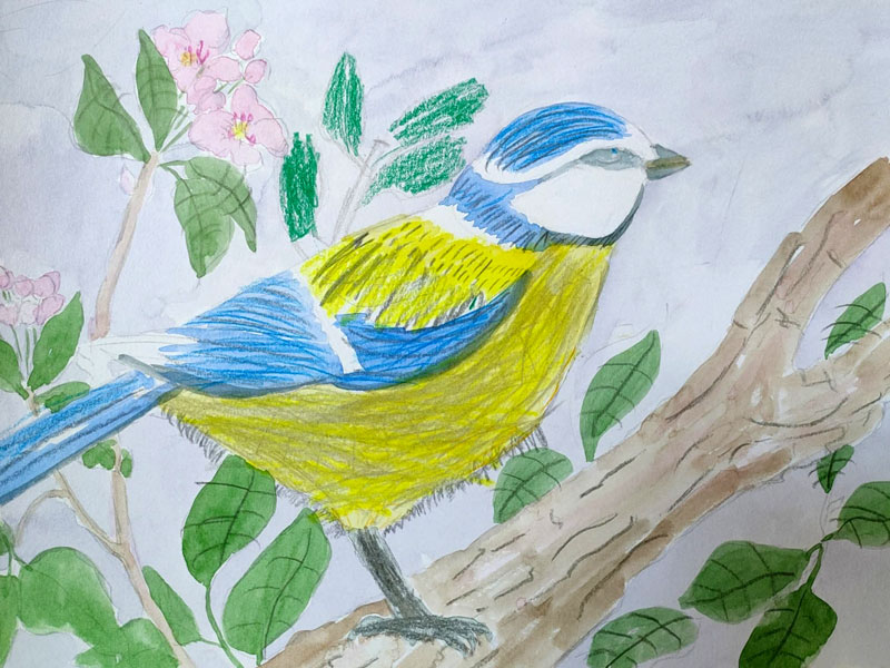 oiseau