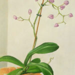 orchidee