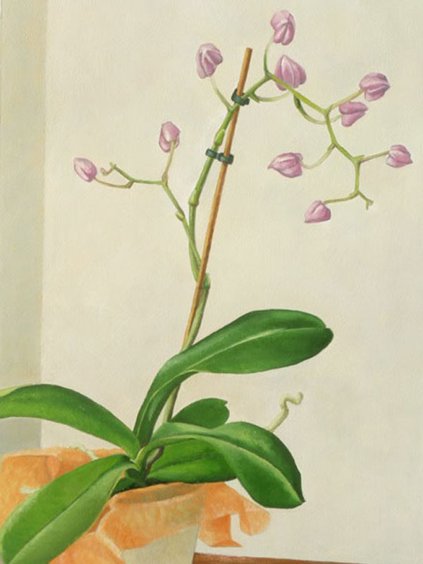 orchidee