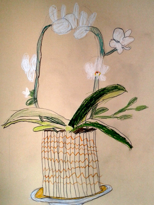 orchidee enfant