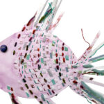 poisson 6